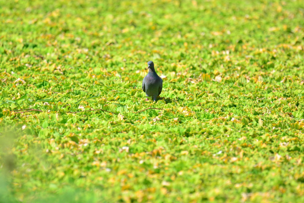 Rock Pigeon (Feral Pigeon) - Jukree Sisonmak