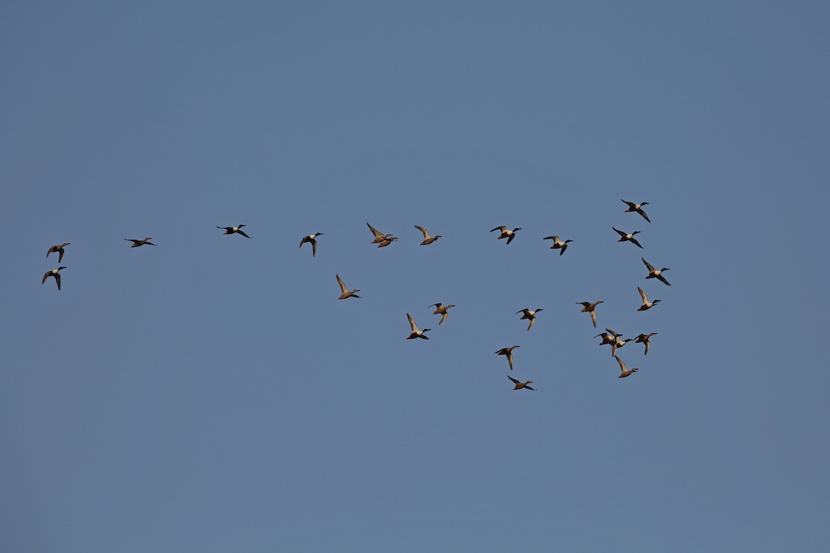 Northern Shoveler - ML571125321