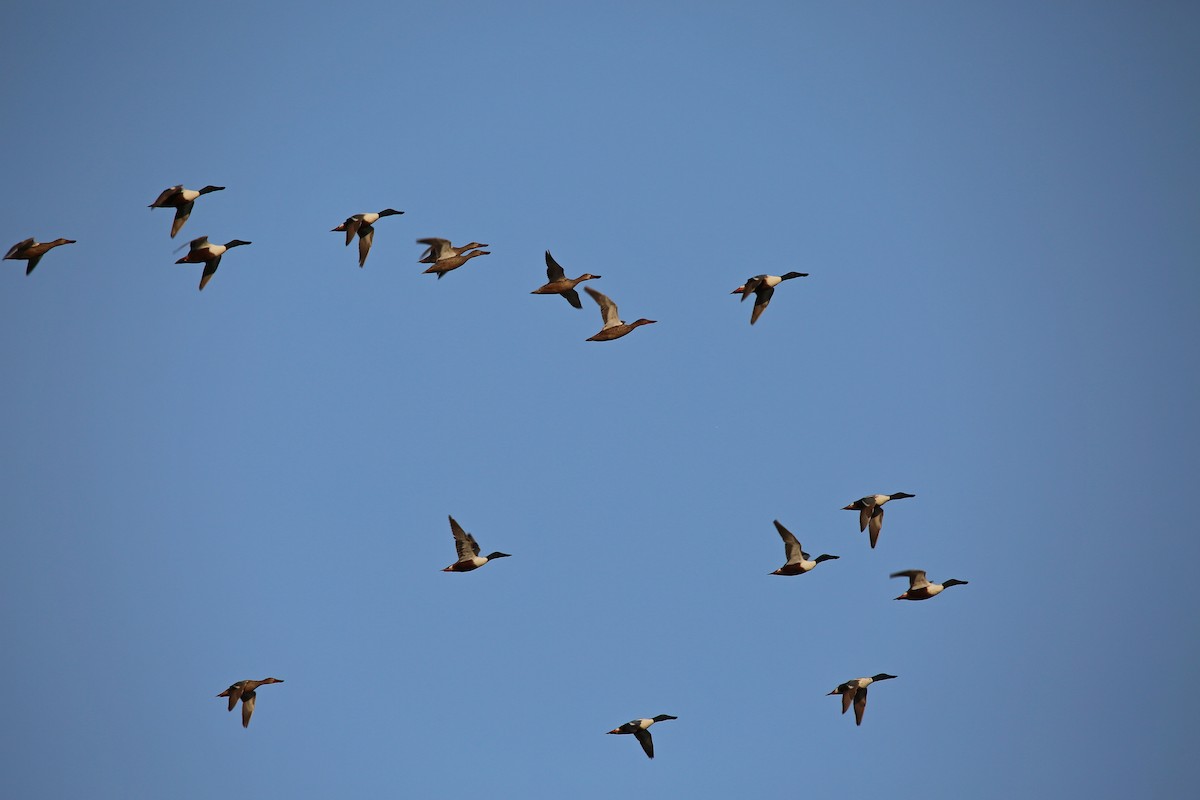 Northern Shoveler - ML571125341