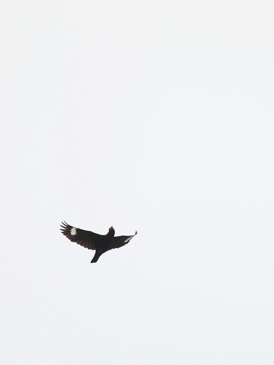 Common Hill Myna - Matthias Alberti