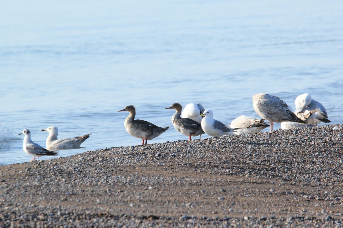 Black-legged Kittiwake - ML571126421