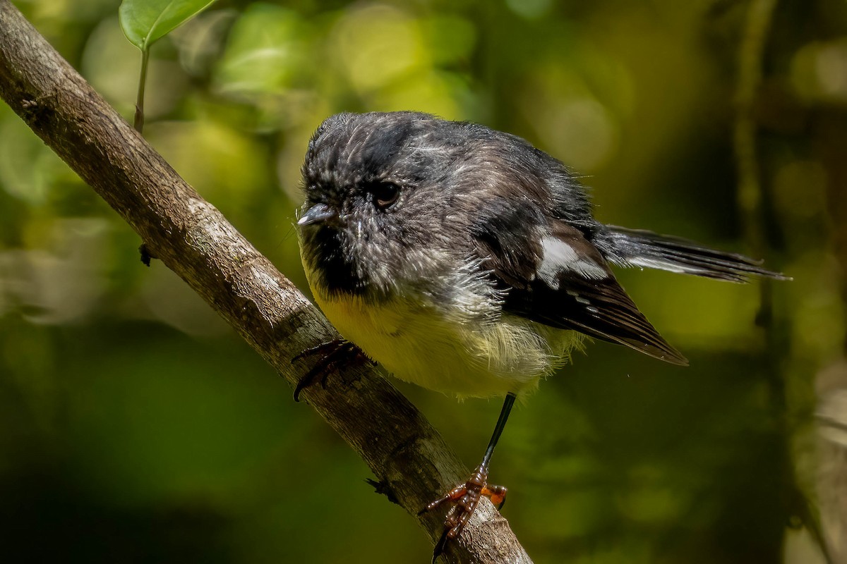 Tomtit (New Zealand) - ML571126641