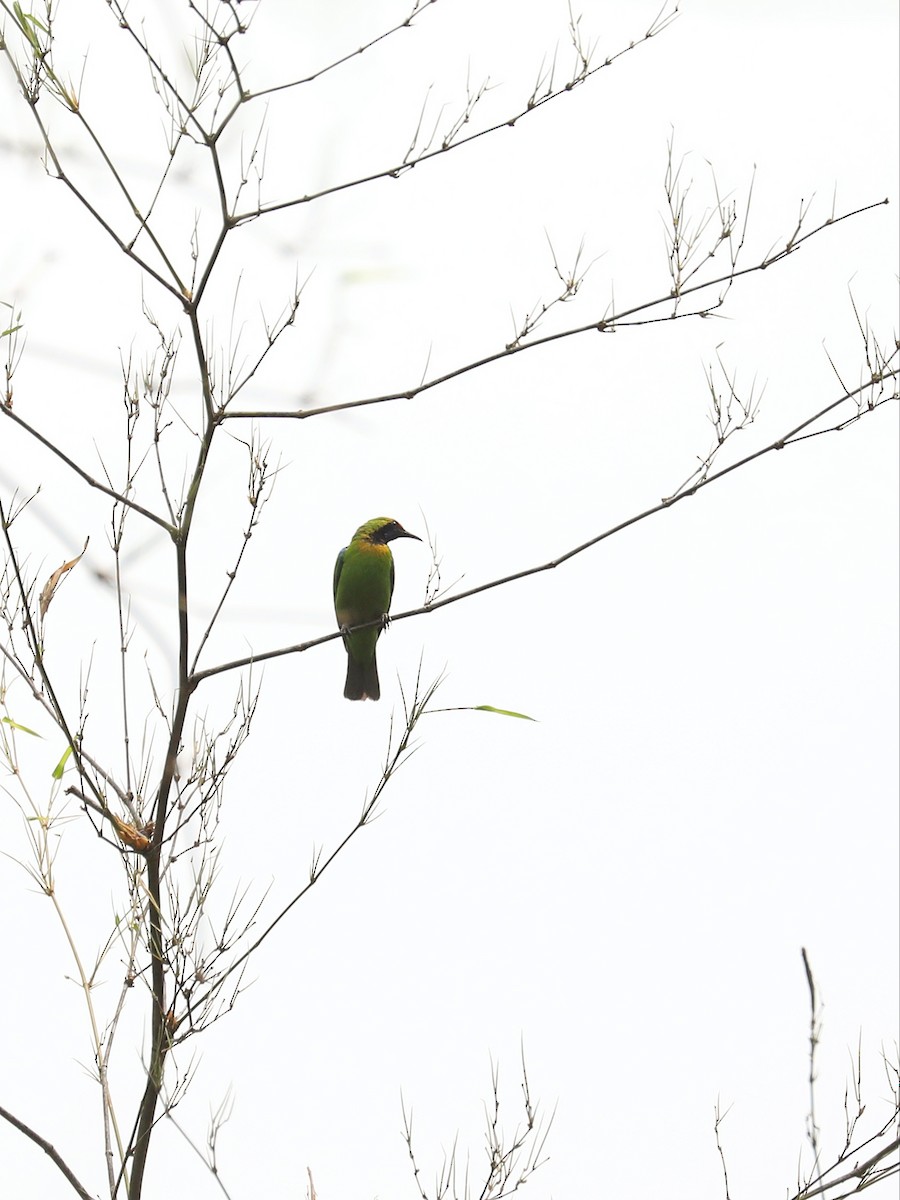 Golden-fronted Leafbird - ML571126811