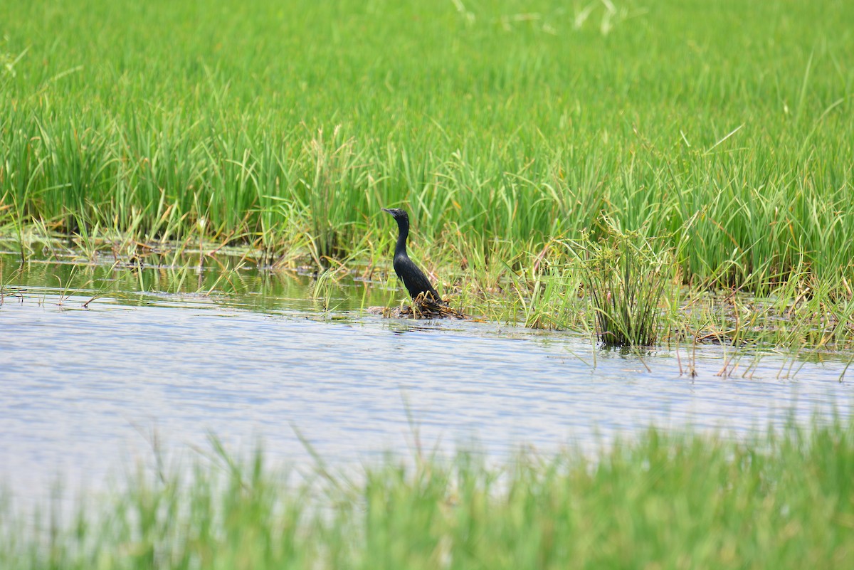 Little Cormorant - ML571127071