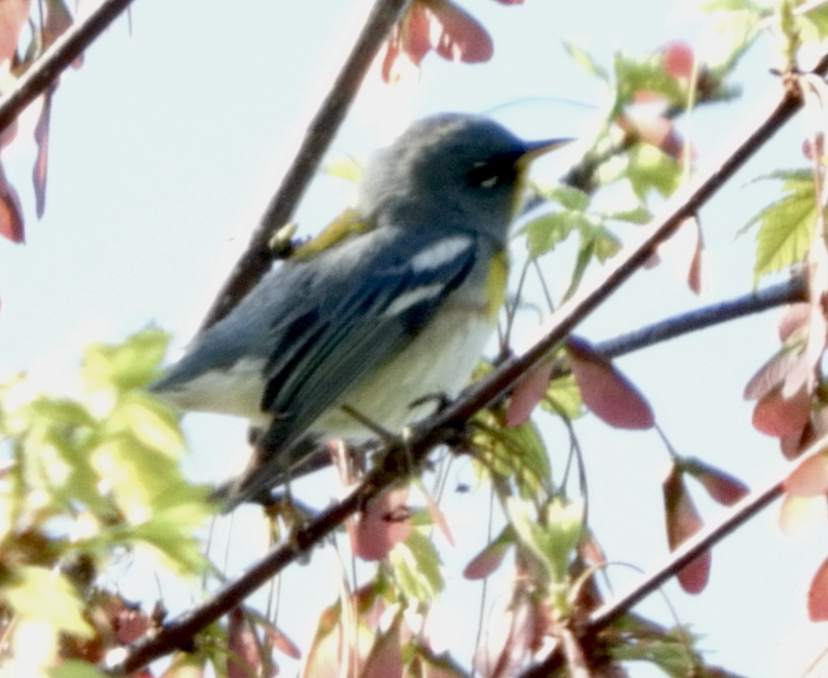 Northern Parula - ML571128091