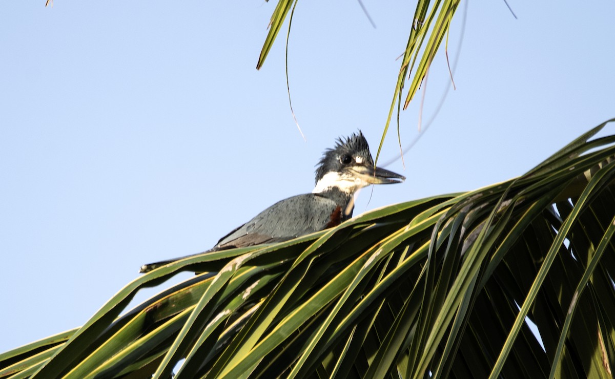 Martín Gigante Neotropical - ML571128181