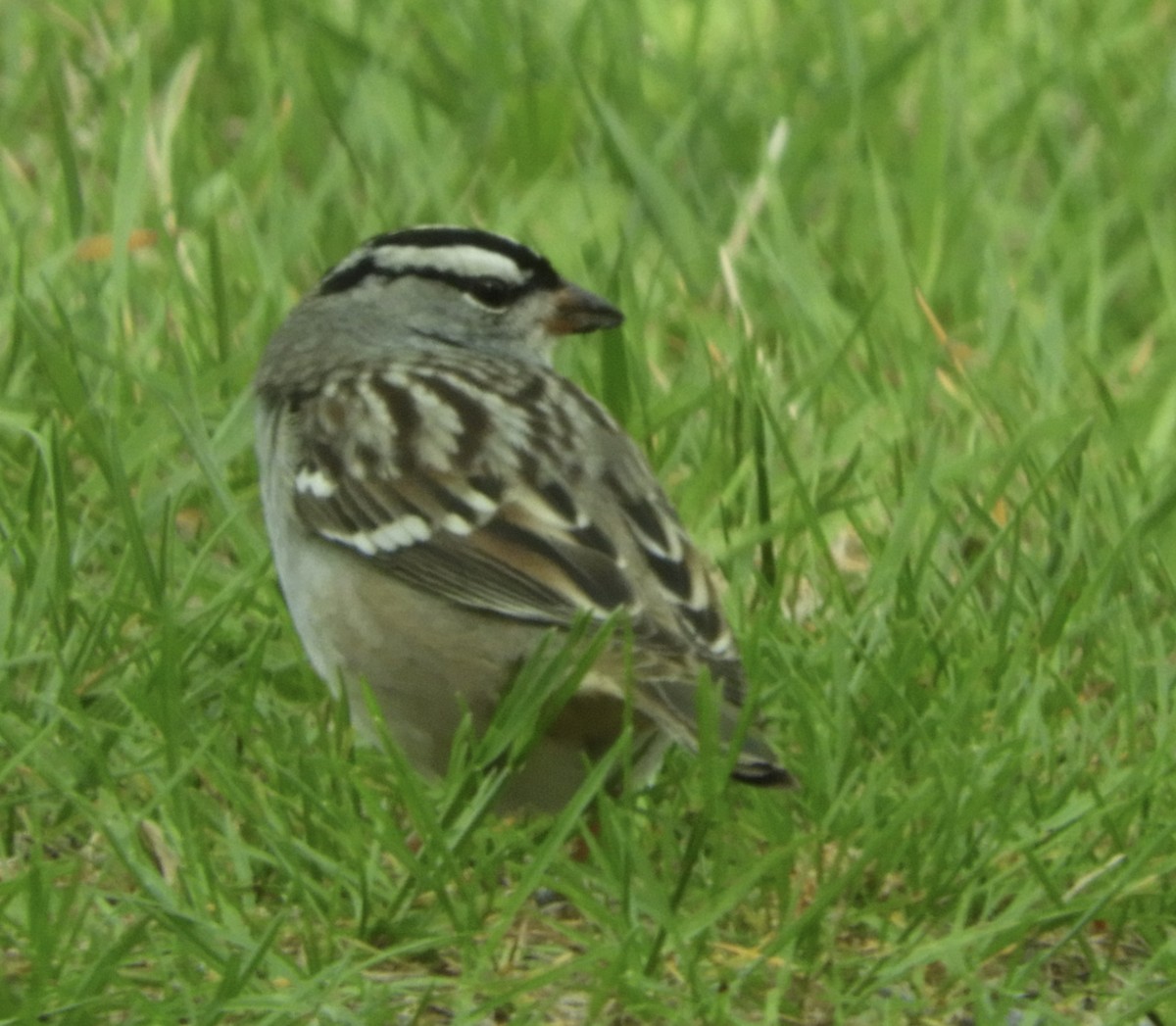 White-crowned Sparrow - Sharon Glezen