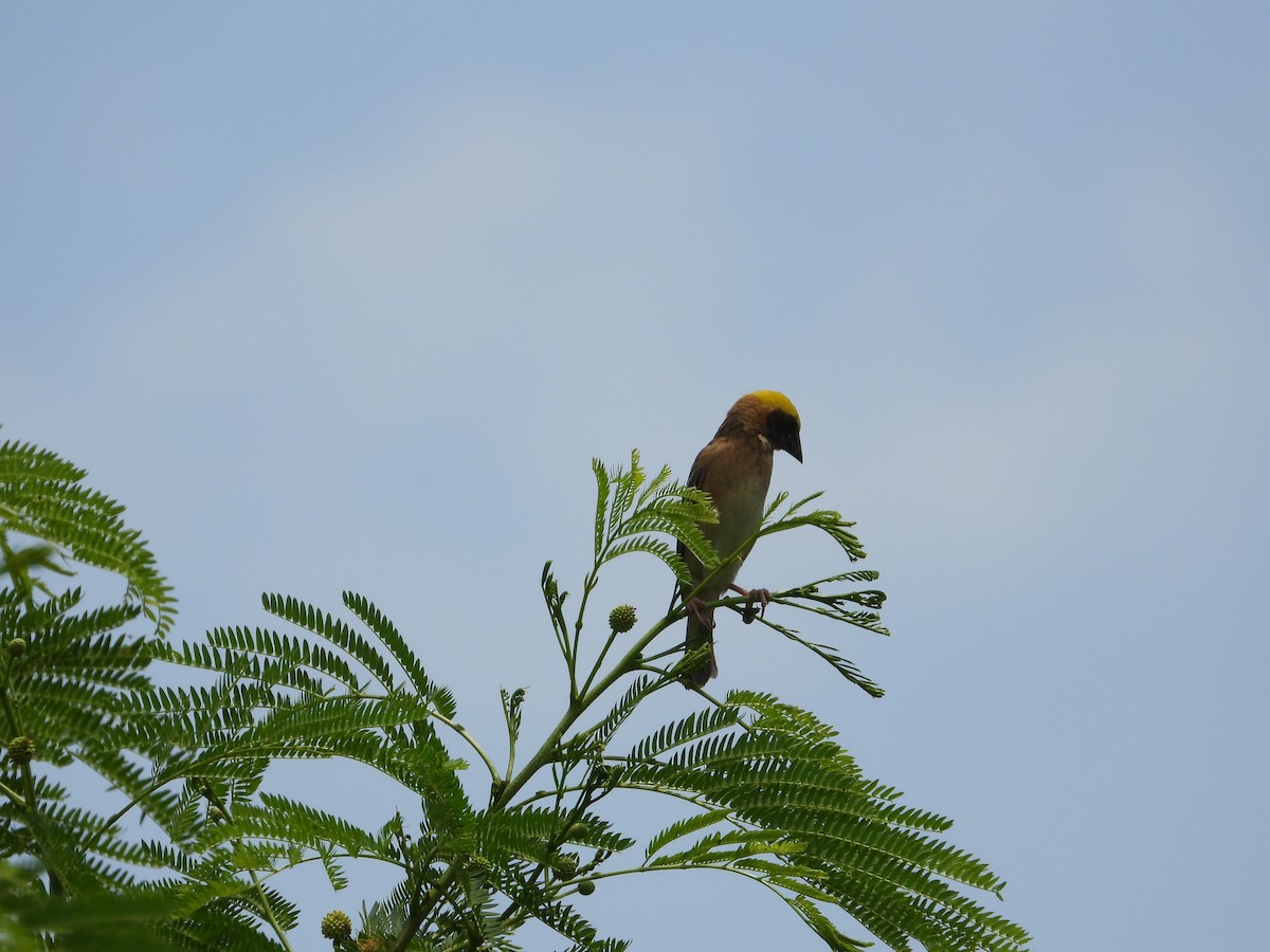 Baya Weaver - ML571128881