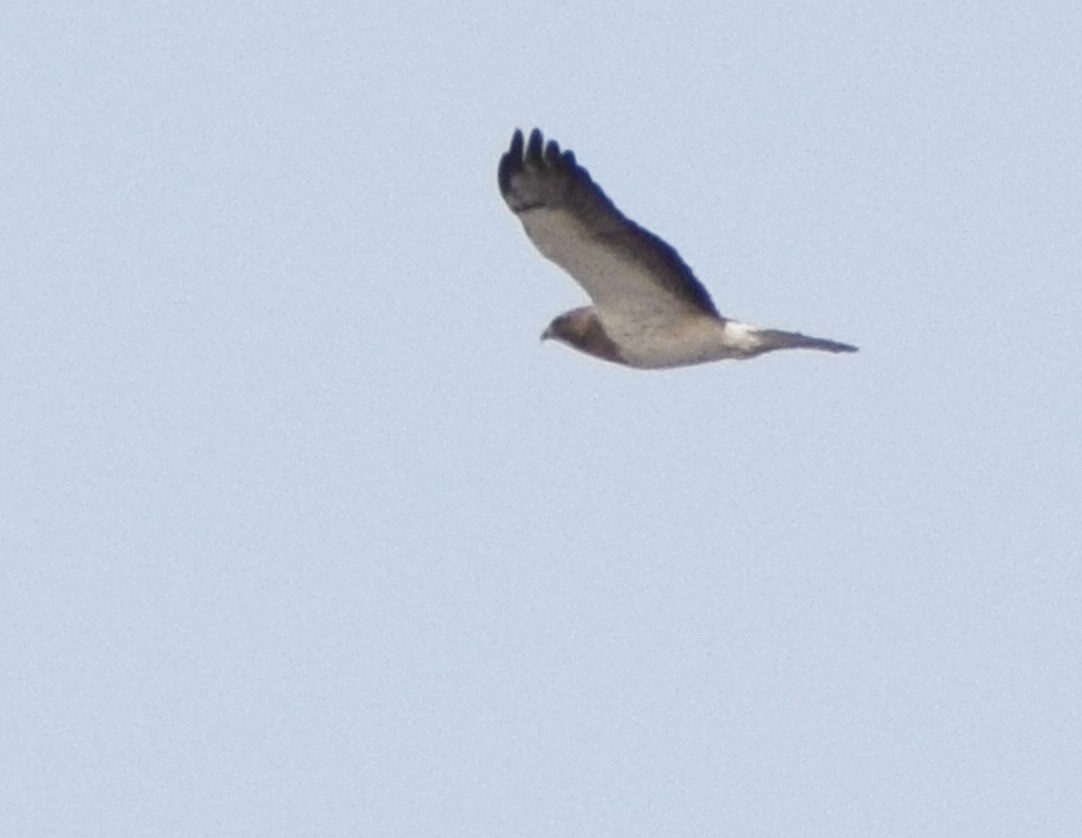 Swainson's Hawk - ML571129811