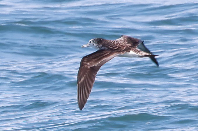 Streaked Shearwater - ML571131171