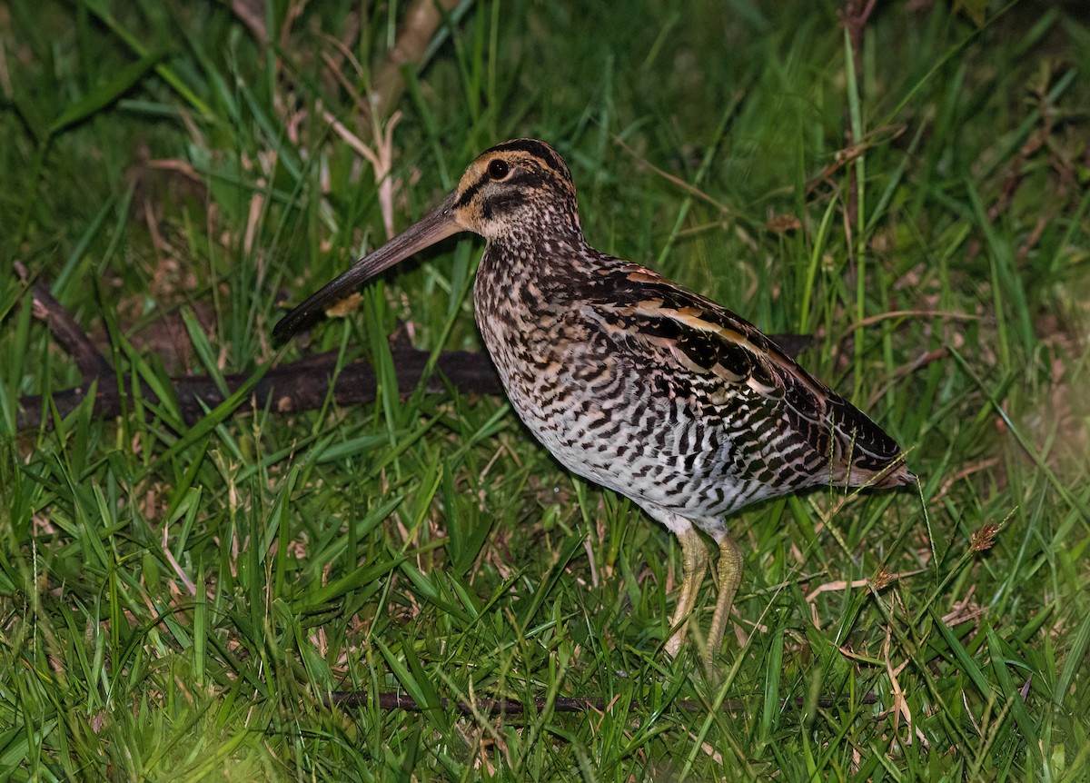 Giant Snipe - ML571131731