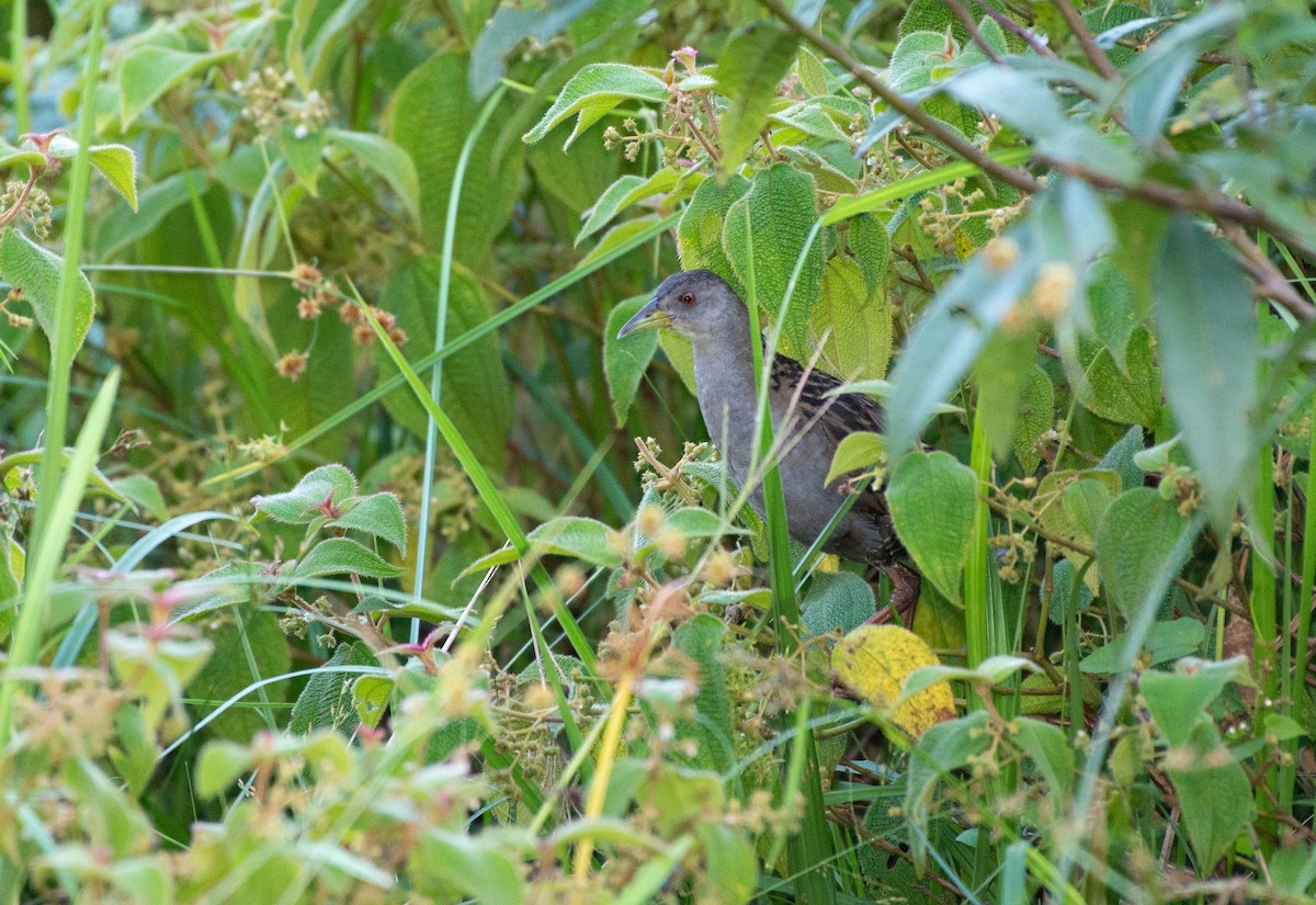 Ash-throated Crake - ML571131761