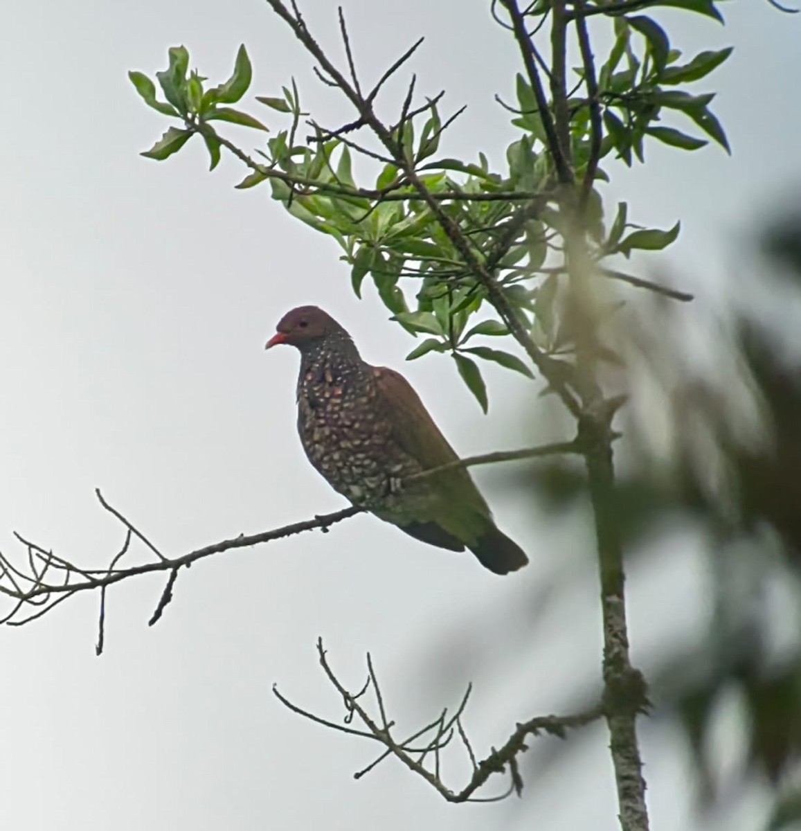 Scaled Pigeon - ML571132311