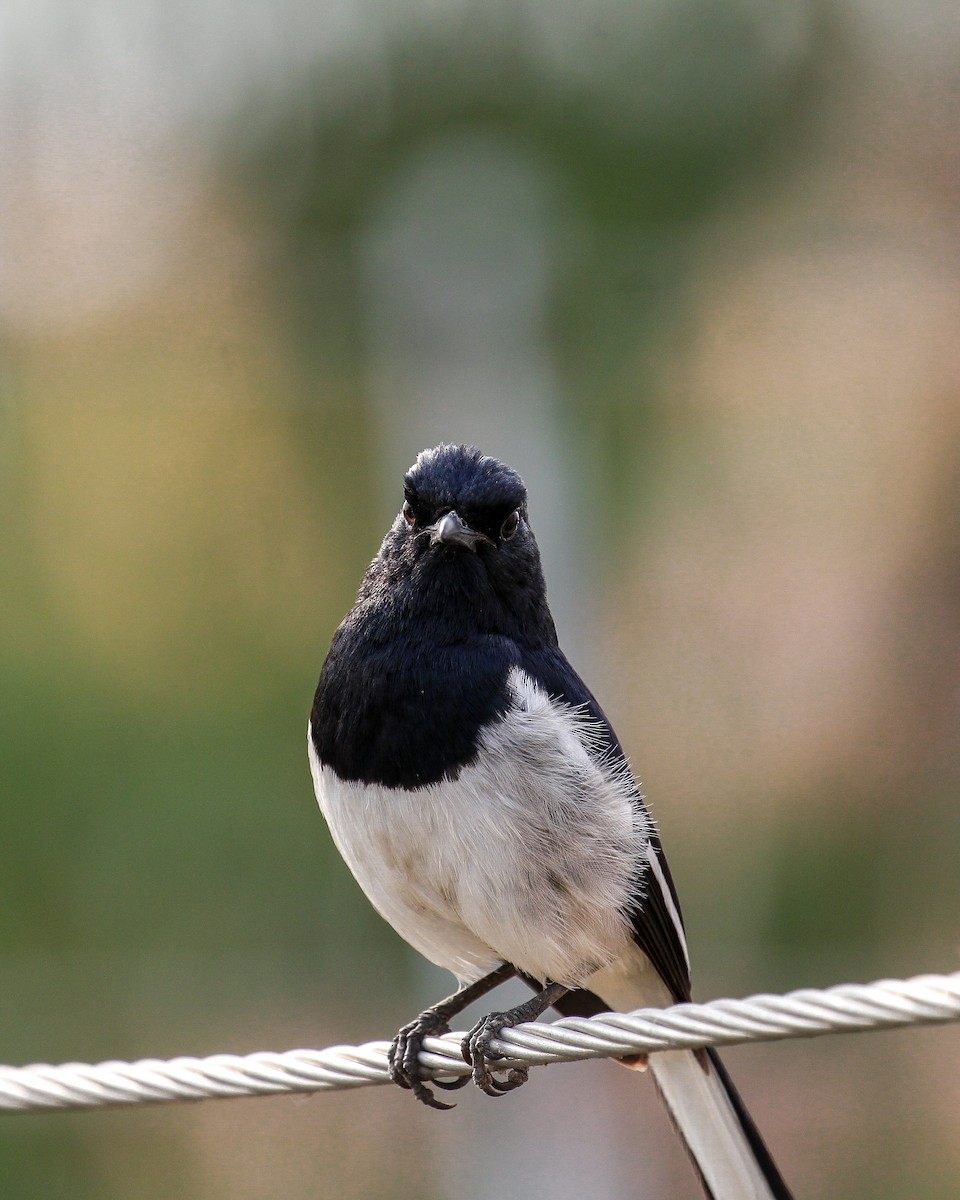 Oriental Magpie-Robin - Arijit Mukhopadhyay