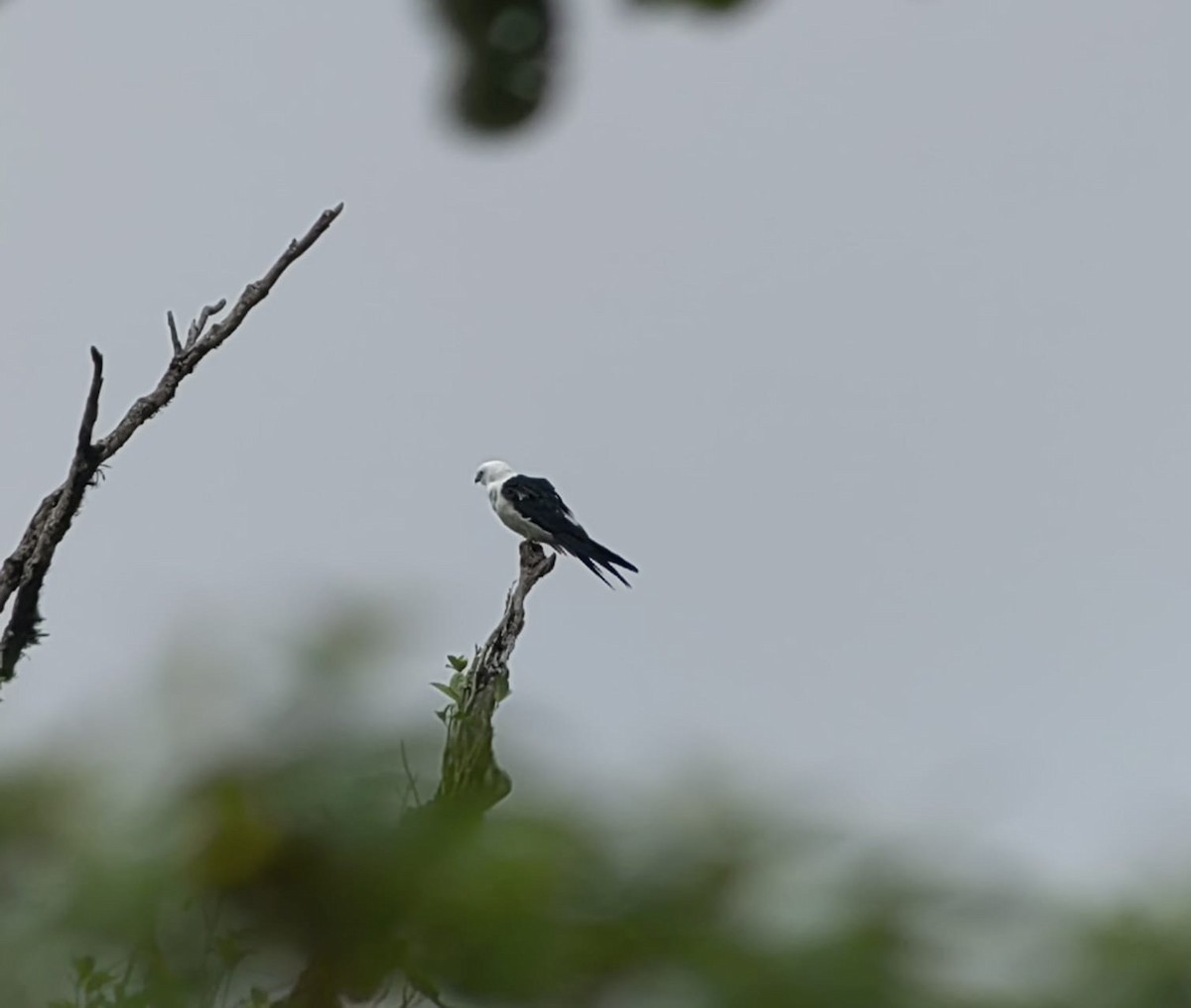 Swallow-tailed Kite - ML571132601