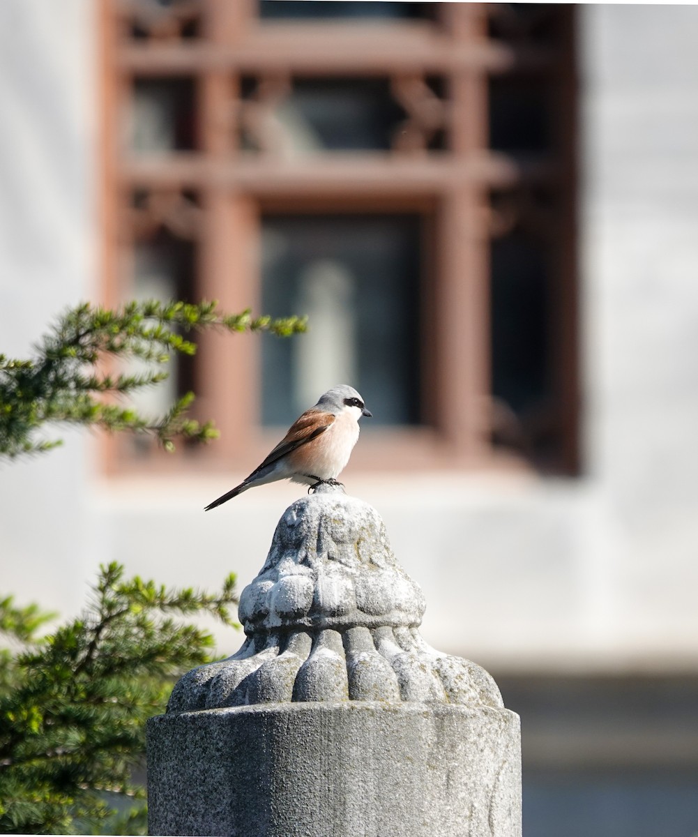 Red-backed Shrike - ML571132711