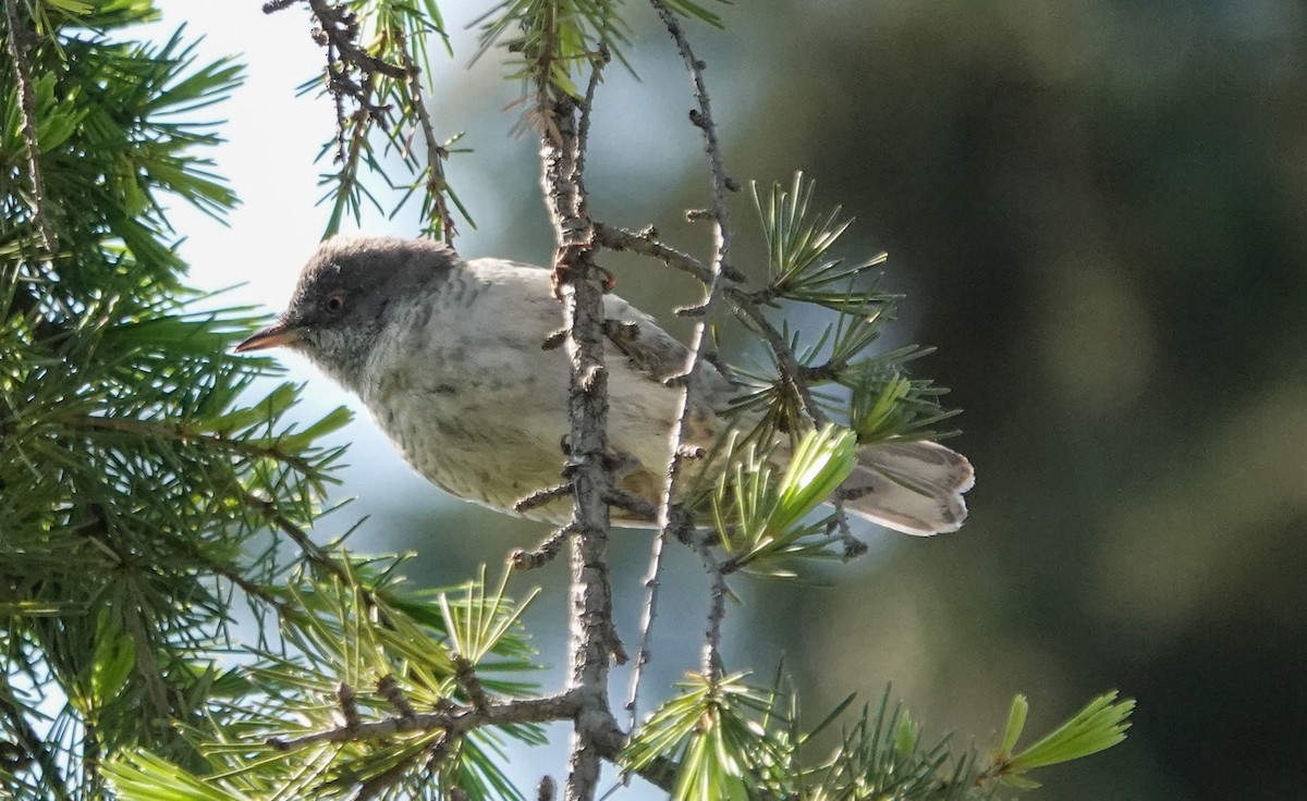 Barred Warbler - ML571132751