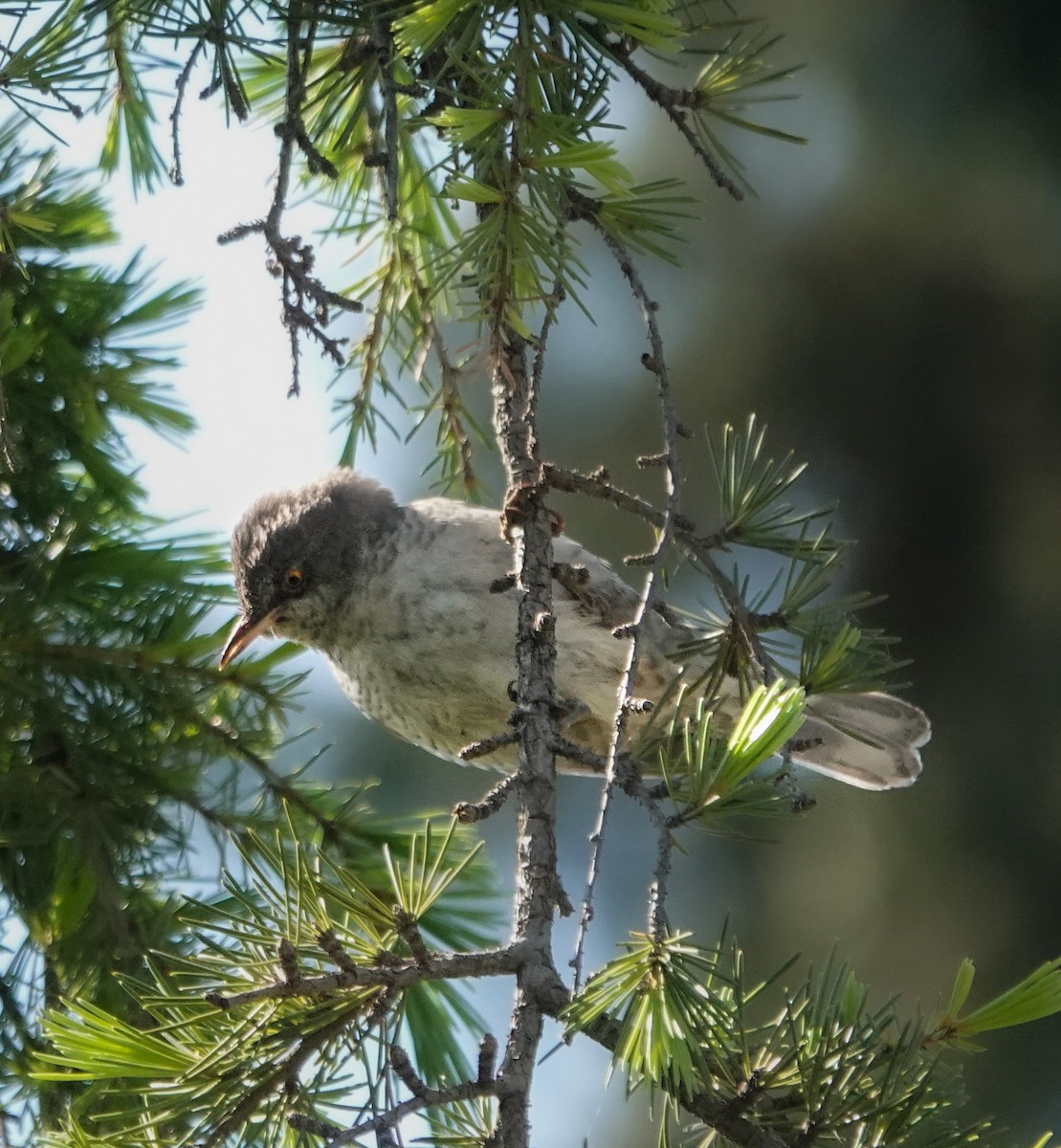 Barred Warbler - ML571132761