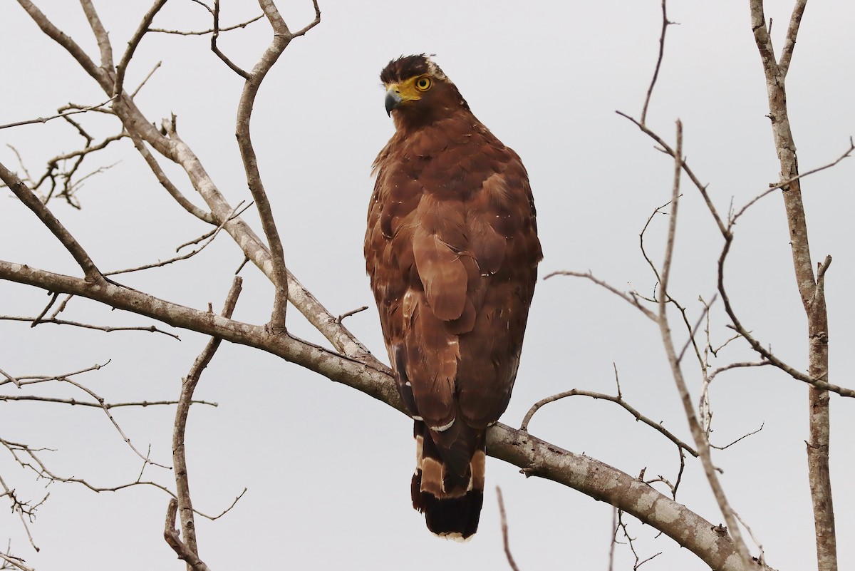 Crested Serpent-Eagle - ML571133141
