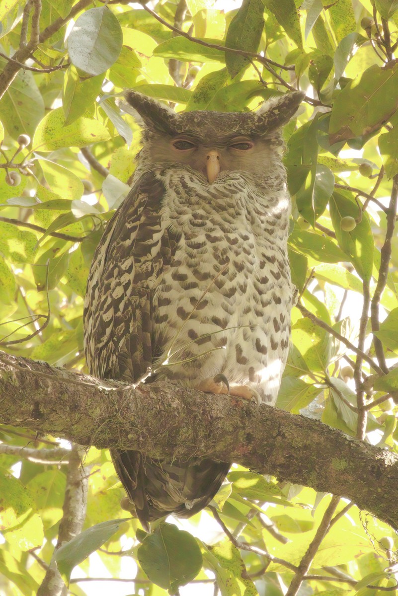 Spot-bellied Eagle-Owl - ML571133151