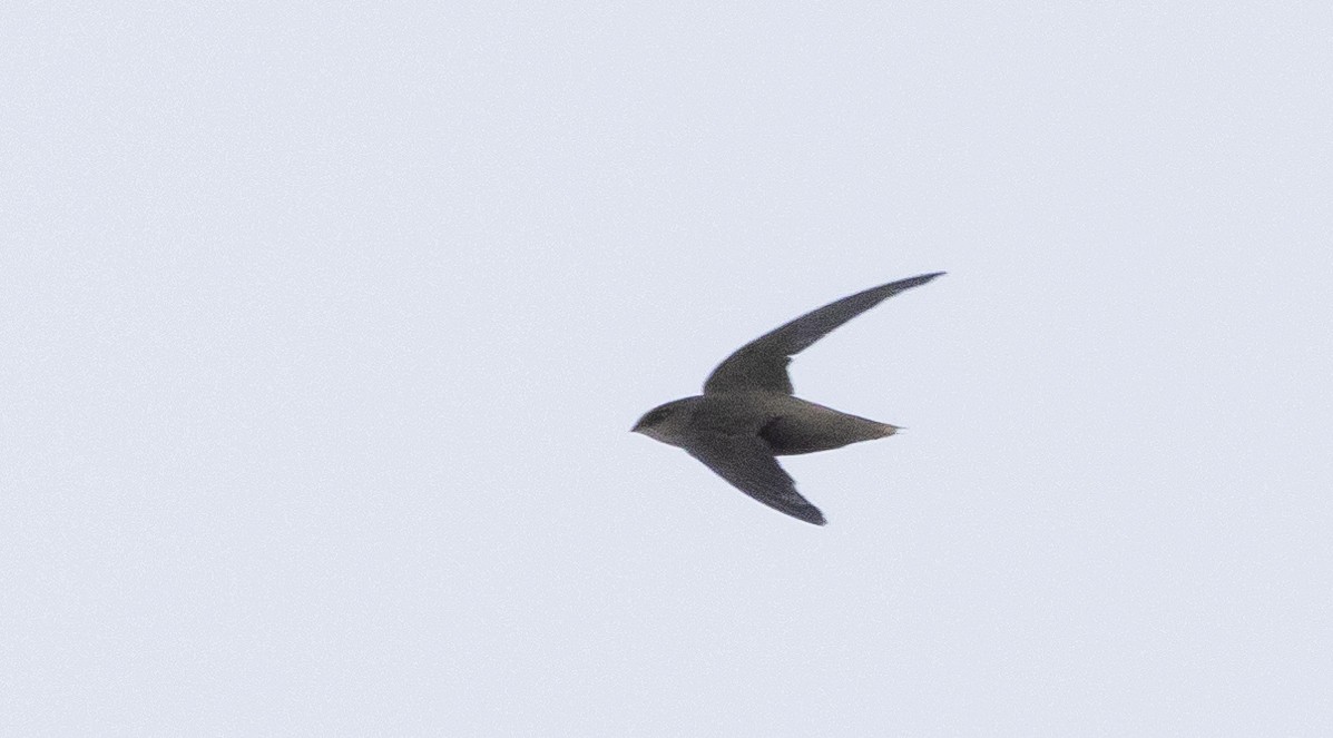 Chimney Swift - ML571133891