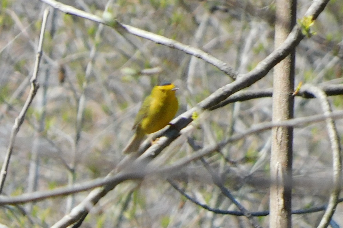 Wilson's Warbler - ML571134091