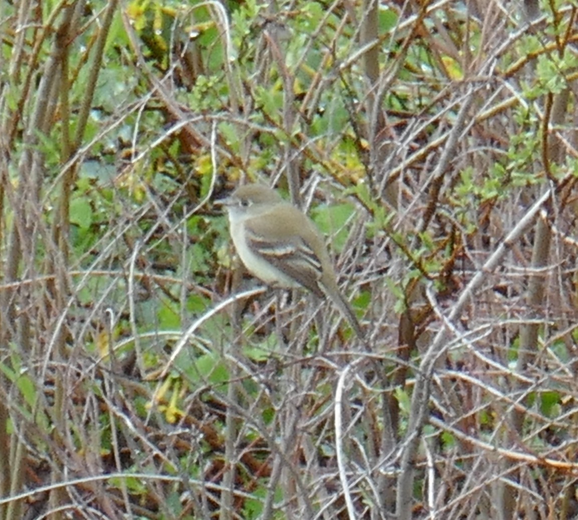 Empidonax sp. - ML571134501