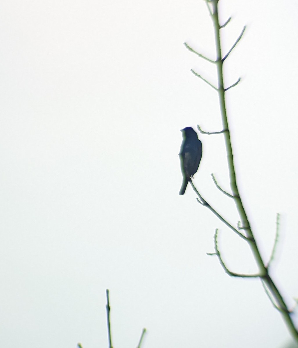 Indigo Bunting - ML571134521