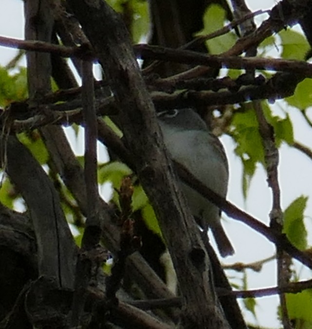 Cassin's/Plumbeous Vireo - ML571134611