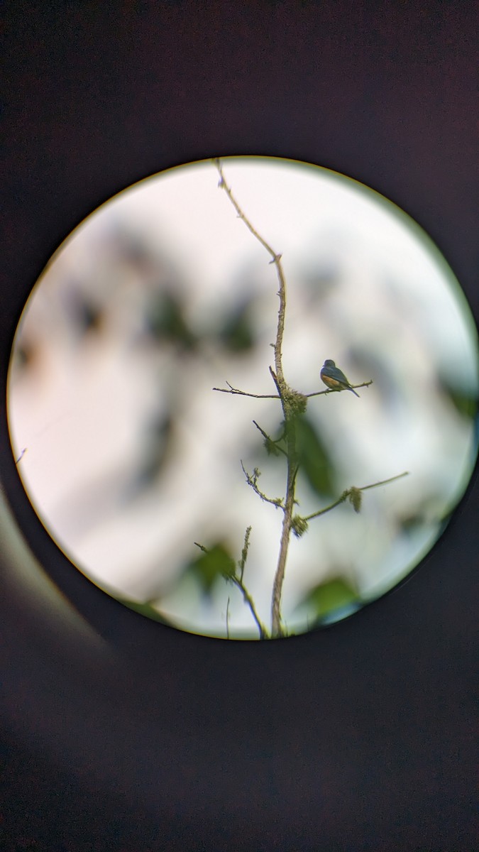 Rotkehl-Hüttensänger - ML571134721