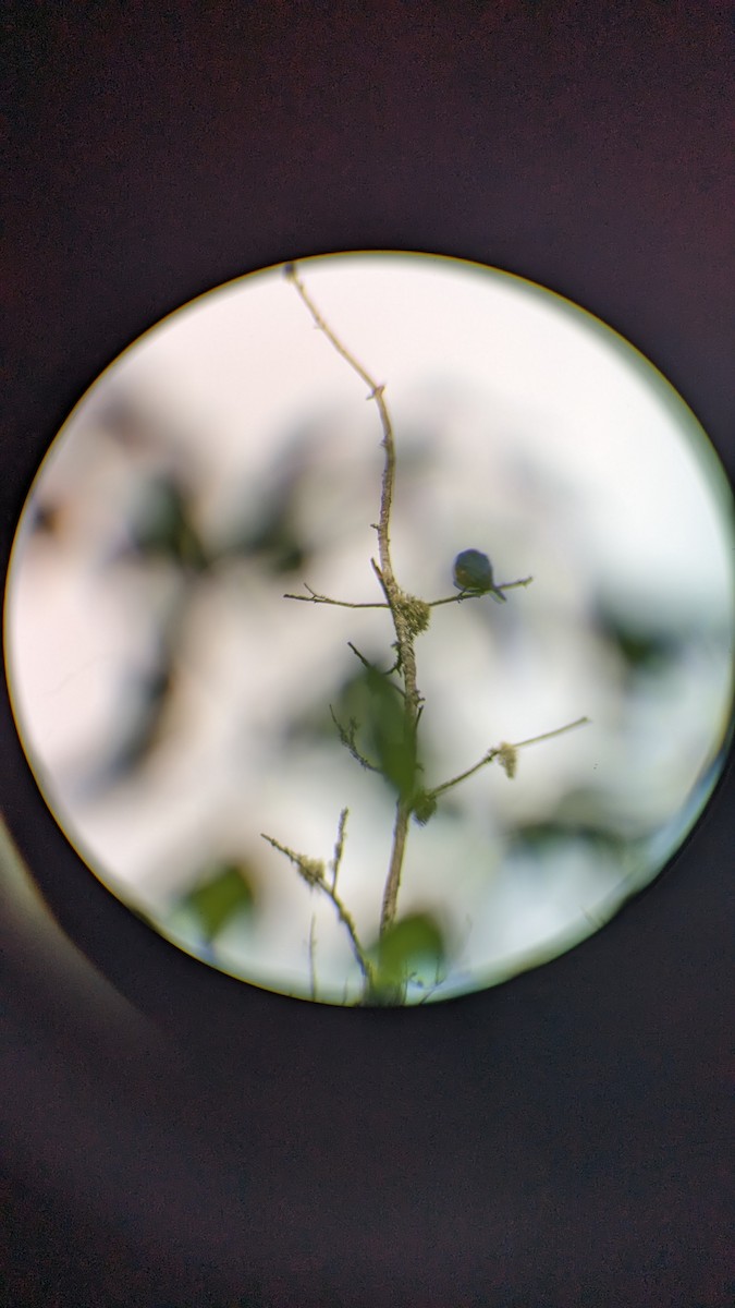 Rotkehl-Hüttensänger - ML571134731