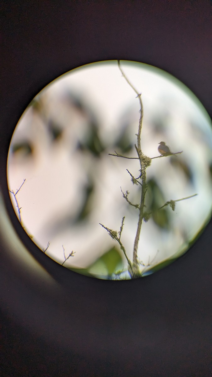 Eastern Bluebird - ML571134741