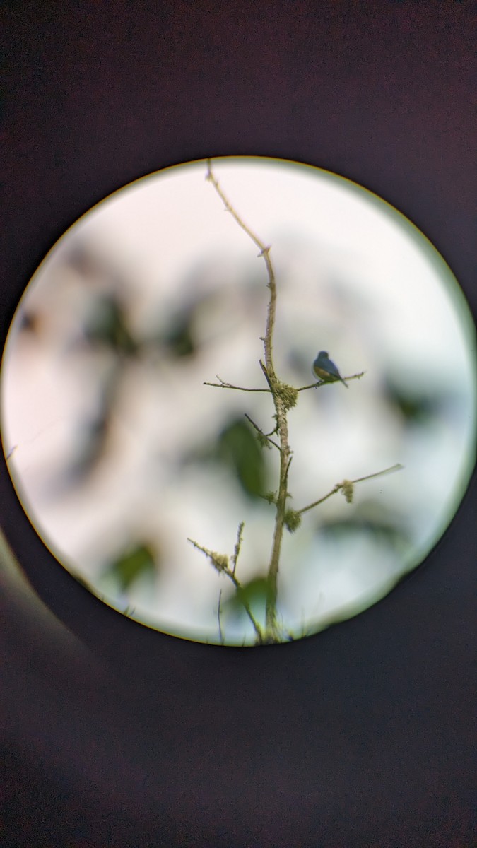 Eastern Bluebird - ML571134751