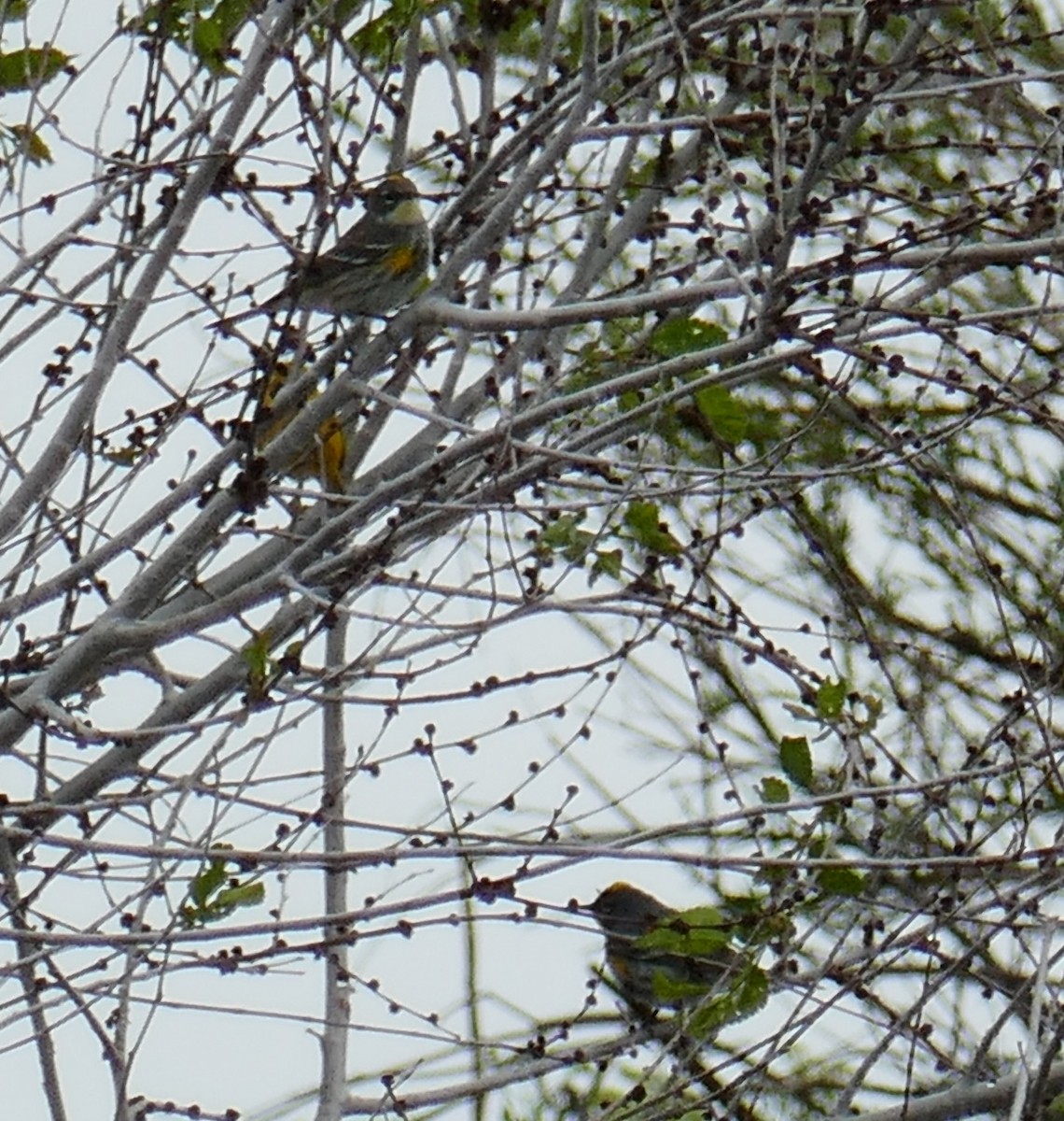 lesňáček žlutoskvrnný (ssp. coronata) - ML571136211