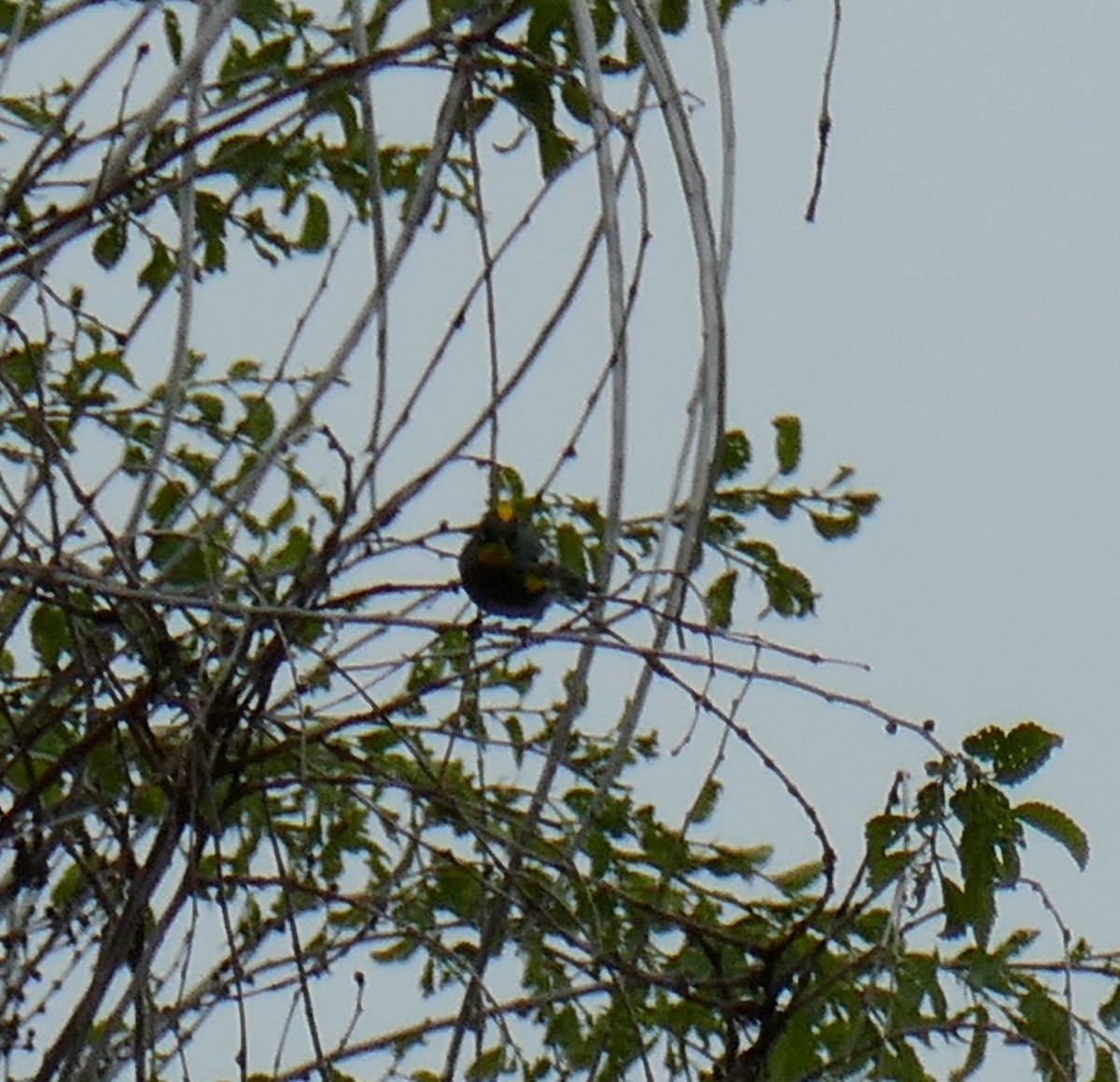 lesňáček žlutoskvrnný (ssp. auduboni) - ML571136361