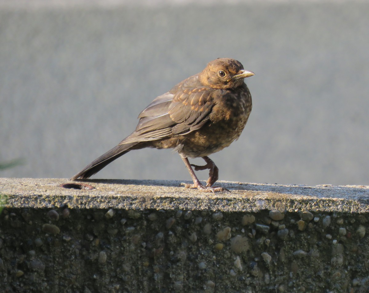 Eurasian Blackbird - ML571136581