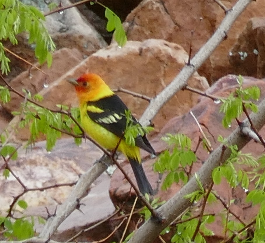 Western Tanager - ML571136701