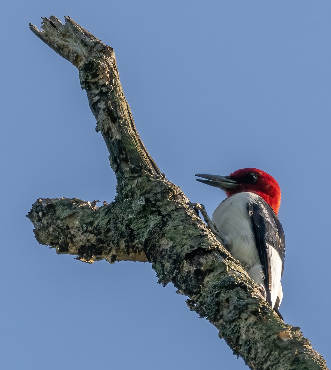 Red-headed Woodpecker - ML571137031
