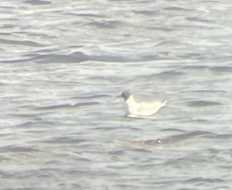 Bonaparte's Gull - ML571137071