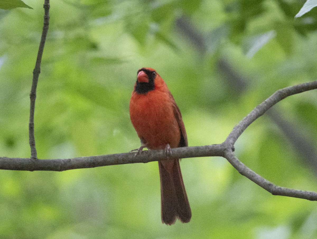 Northern Cardinal - ML571137951