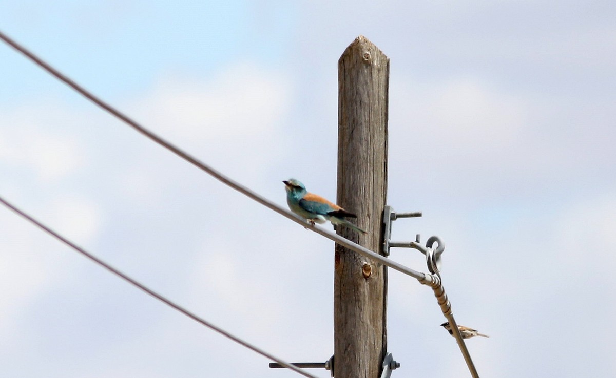 European Roller - ML571138021