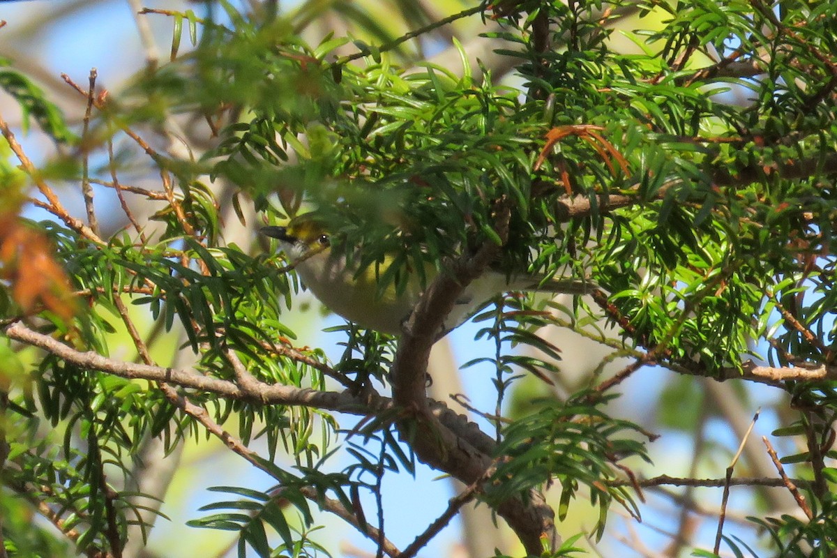 White-eyed Vireo - ML57113831