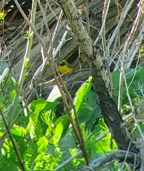 Hooded Warbler - Harold Eyster