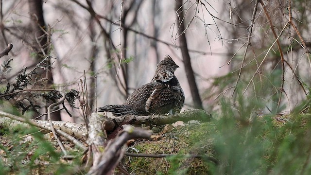 Ruffed Grouse - ML571139841