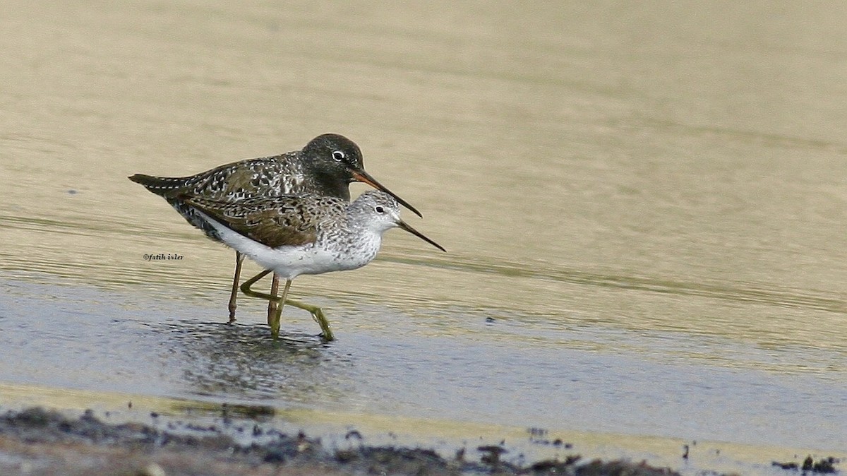 Marsh Sandpiper - ML571140781