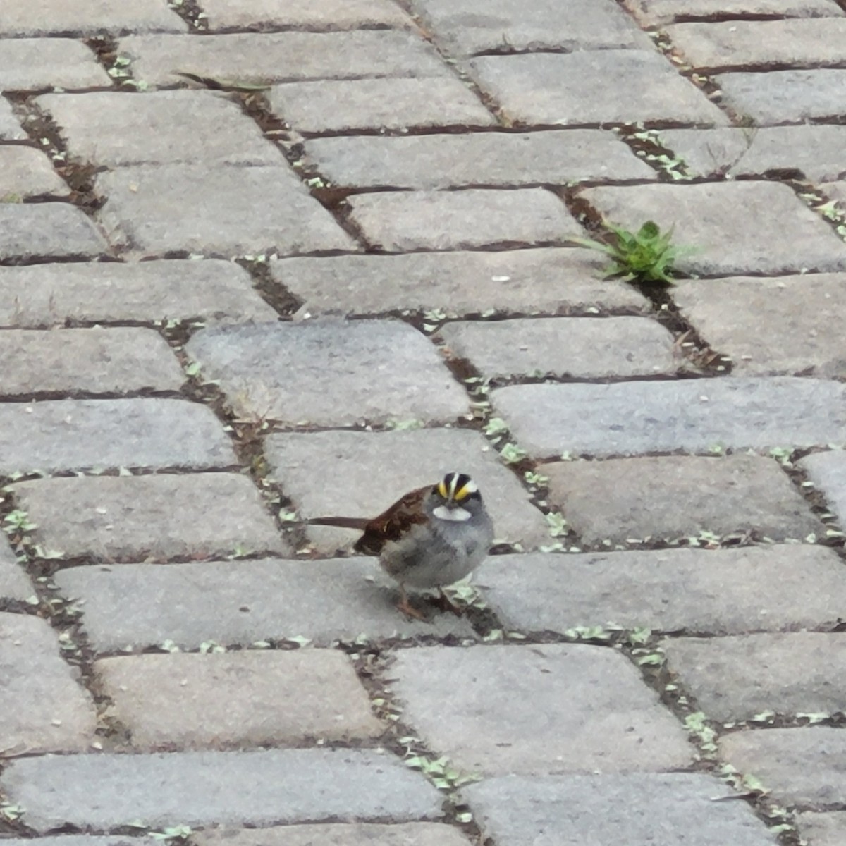 White-throated Sparrow - ML571140861