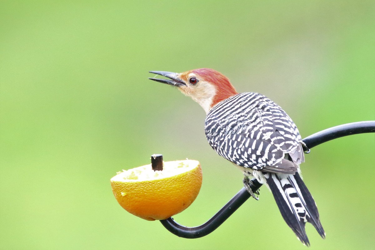 Red-bellied Woodpecker - ML571140911