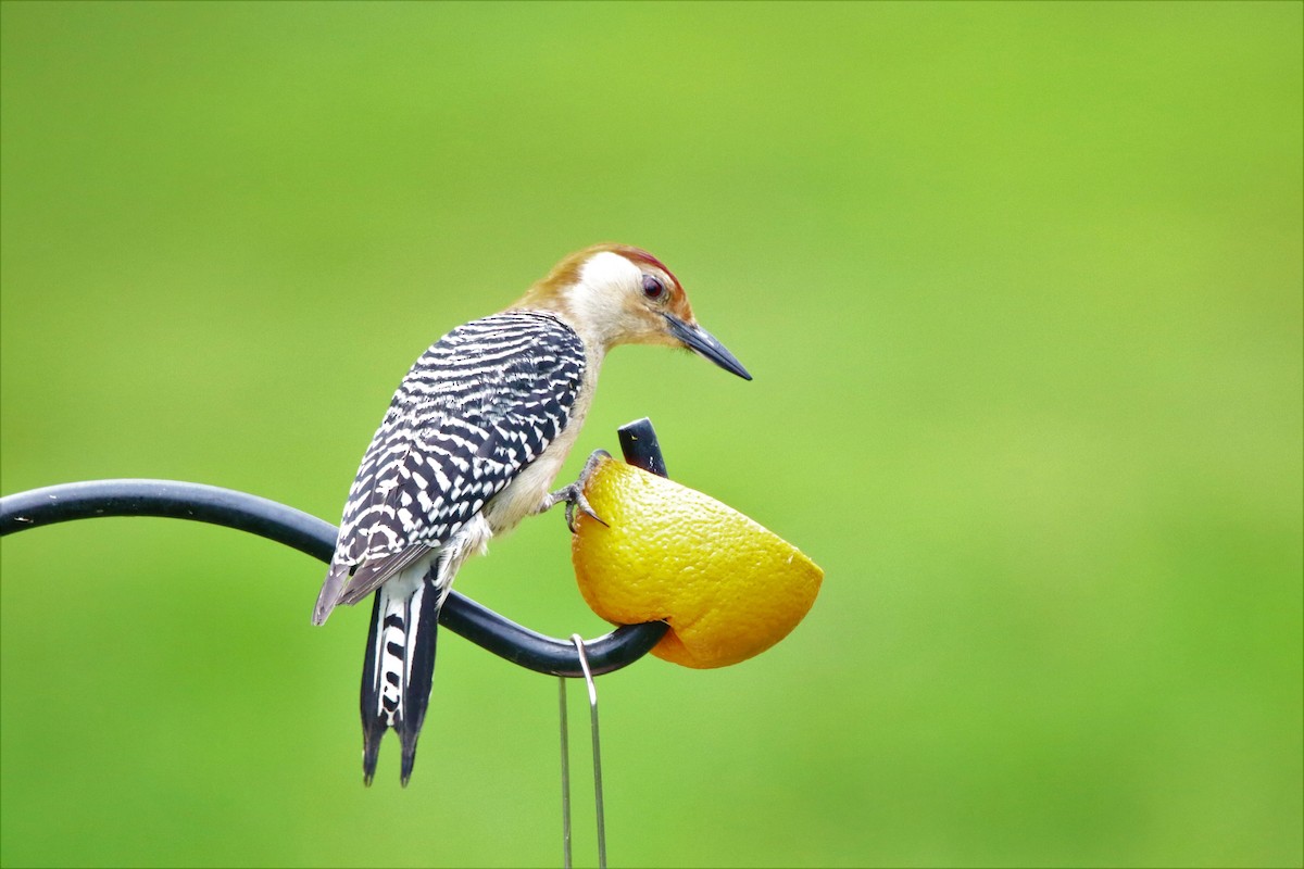 Red-bellied Woodpecker - ML571140921