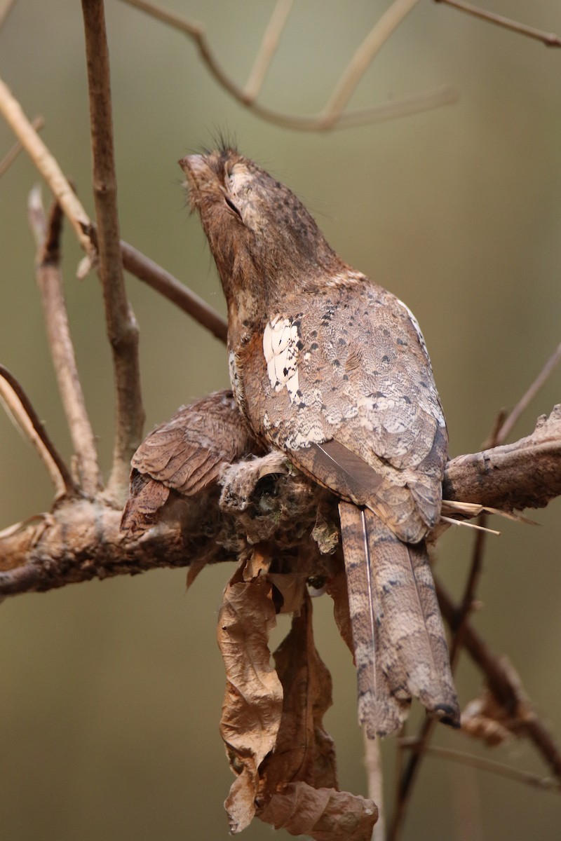 Blyth's Frogmouth - Ben Phongwitayanukrit