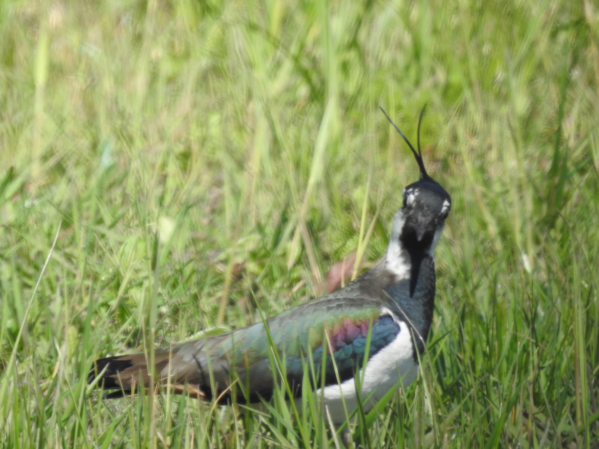 Northern Lapwing - ML571141901